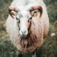 ۷ عدد گوسفند نر چاق به فروش میرسد