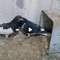 نروماده شهری کار داده
