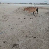 گاو با گوساله