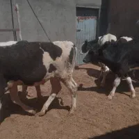 گوساله هولشتاین نر
