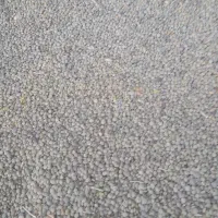 عدس تازه وسبز
