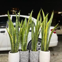 سانسوریا ابلغ. ابلق.گل آپارتمانی