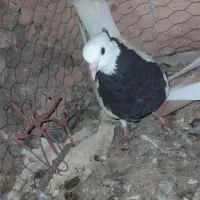 جوفتش باهم ۱۲۰۰ معاوضه هم دارم|پرنده|سبزوار, قائم|دیوار