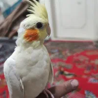 سه تا جوجه عروس هلندی