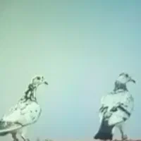 کفتر ،گمشده