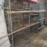 قفس مرغ تخمگذار|حیوانات مزرعه|فردوس (خراسان), |دیوار