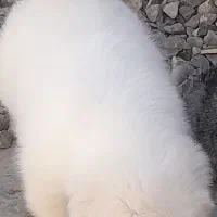 حیوانات خانگی