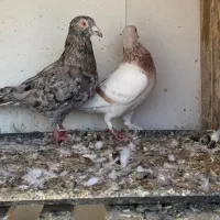 یه جفت جفتگاه هفرنگ شکلاتی نر لایی ماده