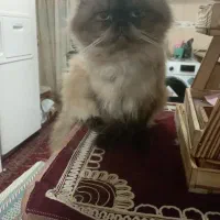 گمشده