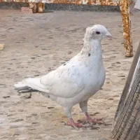 کبوتر|پرنده|شیراز, کرونی(خاتونک)|دیوار