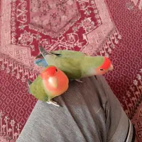 طوطی برزیلی کوتوله جفت دستی مولد
