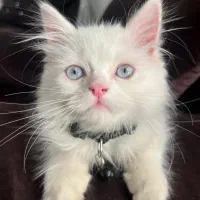 گربه نژاد دار