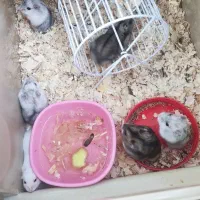 همستر|موش و خرگوش|تهران, شهرک چیتگر|دیوار