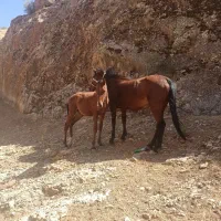 اسب قاطر و مادیون فروشی|اسب و تجهیزات اسبسواری|دزفول, |دیوار