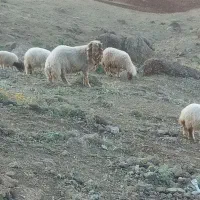 نیازمند چوپان