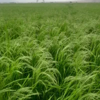 فروش برنج محلی