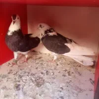 6 عدد کبوتر پرش سنگین