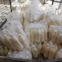 کشک گوسفندی محلی