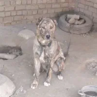 سگ نگهبان|سگ|نیشابور, ده حلاج|دیوار