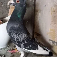 نروماده قره پولکی آلمانی کاکلی زیبا