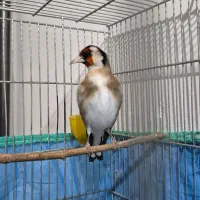 سهره نر|پرنده|همدان, |دیوار