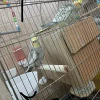 عروس هلندی جفت