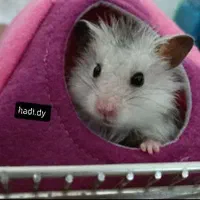 بیا تو سالن همستر ببین بگیر بخر ببر