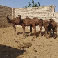 6‌نفر‌‌کره‌شتر‌عالی‌برای‌پروار‌کردن‌3نفر‌نر‌3نفر‌|حیوانات مزرعه|جوادآباد, |دیوار