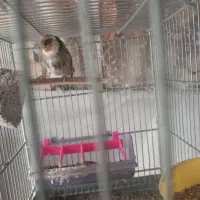 سره نر بخون|پرنده|تهران, بهمن یار|دیوار