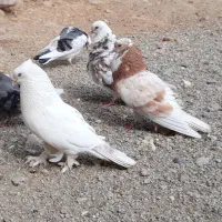 کبوترای اصیل فی تو متن نوشتم بخان