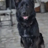 سگ ژرمن مشکی گمشده محدوده متل قو