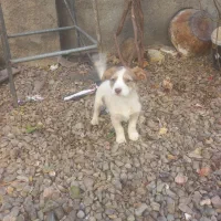 سگ پاپی|سگ|تربتحیدریه, کلاته توکلی|دیوار