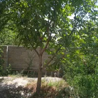 باغ۳۰۰متریسندتکبرگملاردویلایجنوبی|فروش خانه و ویلا|ملارد, |دیوار