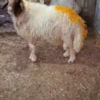 شک ورن سنجابی و چینی قوچ نمونه