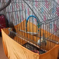 عروس هلندی نر و ماده تخم گذار