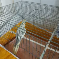 عروس هلندی|پرنده|حمیدیا, |دیوار