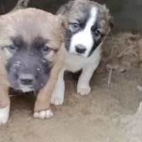 توله سگ افغان