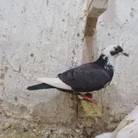 ۹تا کفتر|پرنده|مرودشت, محمد آباد|دیوار