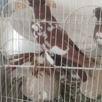 کبوتر|پرنده|تبریز, |دیوار