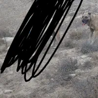 سگ ماده سرابی|سگ|اردبیل, |دیوار