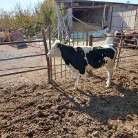 گوساله سیمینتال|حیوانات مزرعه|قیدار, |دیوار