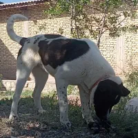 سگ سرابی|سگ|فرخ‌شهر, |دیوار