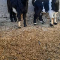 بز  بزقاله. شکم اول بزقاله نر هستش ۱۲تومن|حیوانات مزرعه|سردرود, |دیوار