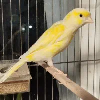 قناری ماده آماده رابرا