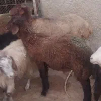 بره قوچ