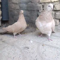 کبوتر سرور و زرد|پرنده|فارسان, |دیوار