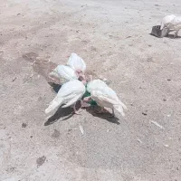 جوجه  ۶۰ روزه