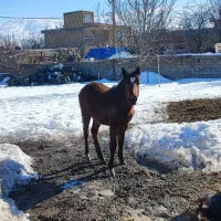 کره اسب|اسب و تجهیزات اسب‌سواری|سیلوانه, |دیوار