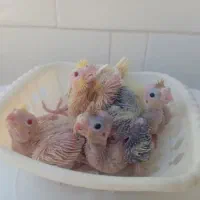 جوجه عروس هلندی سرلاکی از۱روزتا۴۵روزدررنگای مختلف|پرنده|آبیک, |دیوار