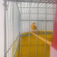 قناری ماده آماده